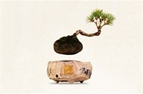 Â¿Un-bonsai-que-levita-libremente-en-el-aire?-